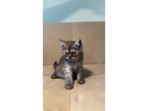British shorthair 2 aylık yavrular
