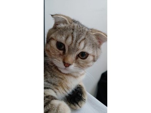 4 aylık scottish fold golden tabby - lora