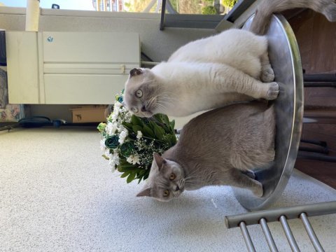 Scottish blue point ve british shorthair
