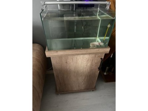Axolotl (16-17cm)