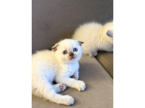 Scottish fold kedimiz