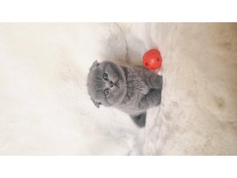 Safkan scottish fold kardeşler