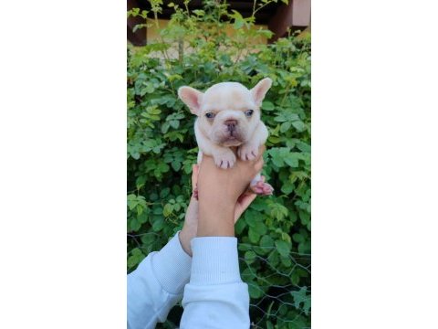 Platinum dişi erkek french bulldog
