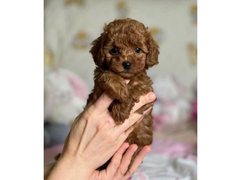 Wc eğitimli ev ortamına uygun poodle bebekler