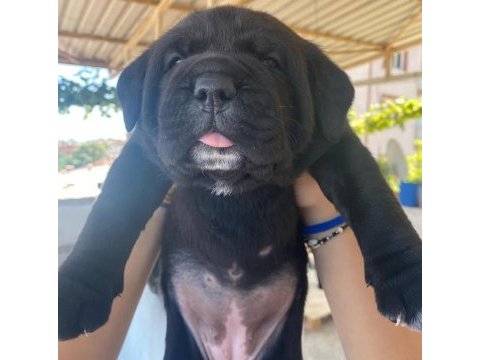 Koşucu cane corso yavrular