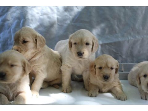 Golden retriever yavrular