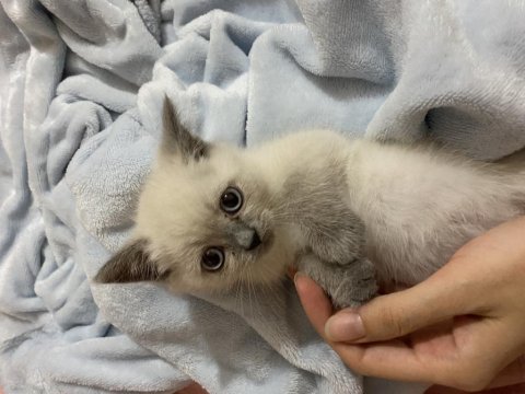 Blue point british shorthair