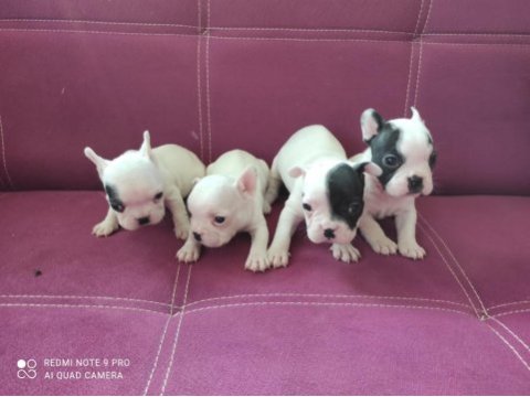 A kalite french bulldog yavruları