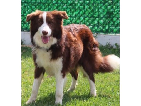 Yetişkin scr li border collie