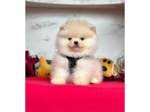 Safkan pomeranian boo bebekler