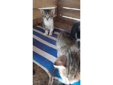 3 kardeşe sahip aranıyor kedilere