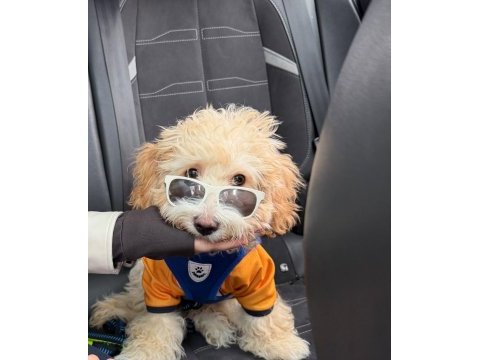 Maltipoo duffy mize onu severek bakacak aile