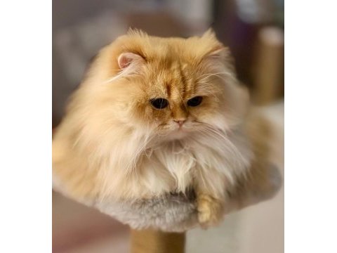 Şecereli british longhair golden by11 yetişkin erkek