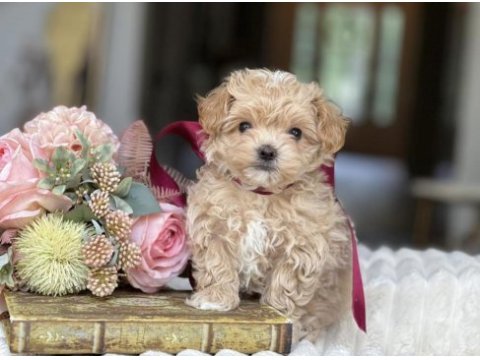 Orjinal kore anne babadan maltipoo yavrular 