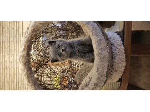 Koca kafalı british shorthair yavrular