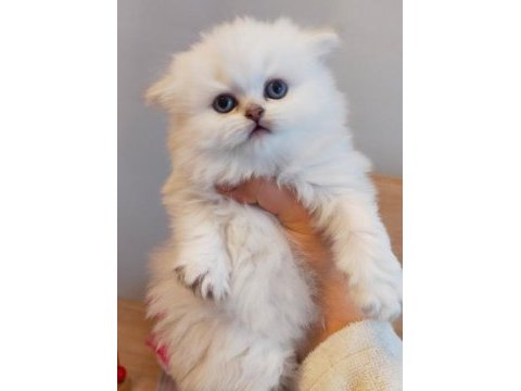 Scottish straight longhair pamuk bebek
