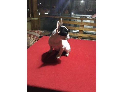 Üç aylık french bulldog yavrularımız