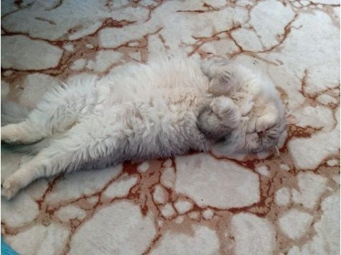 British longhair (aşırı sakin)