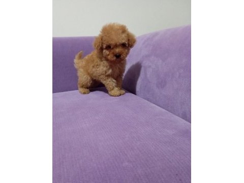 Poodle yavrularımız mini boy ırk garantili teslim