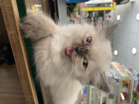 British longhair dişi 2 aylık