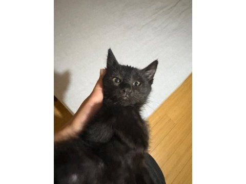 Kedimiz rafadan yuva arıyor