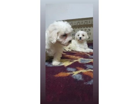 A kalite maltese bebekler