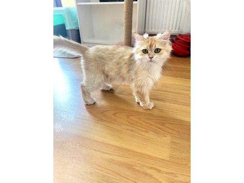 Safkan pedigreli british longhair