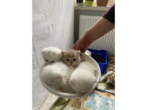 2 aylık kediler tuvalet eğitimi var
