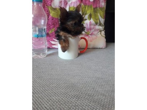 Mikro teacup yorkshire terrier