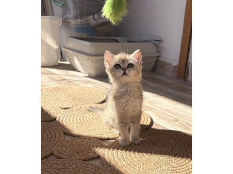 Safkan dişi yavru british shorthair