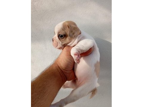French bulldog yavruları
