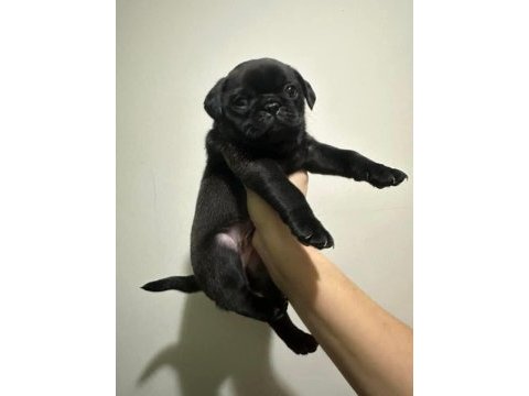Pug mola yavrular 0-3 aylık