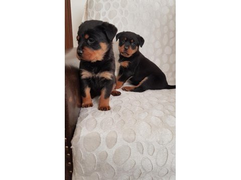 Safkan rottweiler yavrular