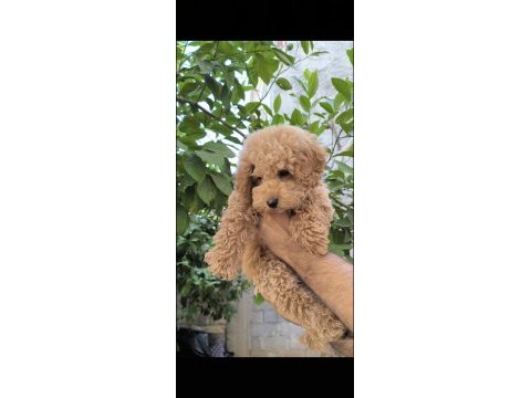Poodle yavrularımız aşılı karneli teslime hazır