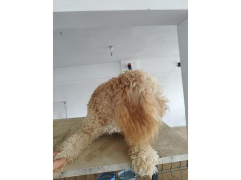 Aprikot dişi 8 aylık poodle