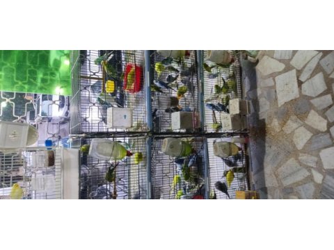 Üretimhaneden muhabbet kuşu yavruları