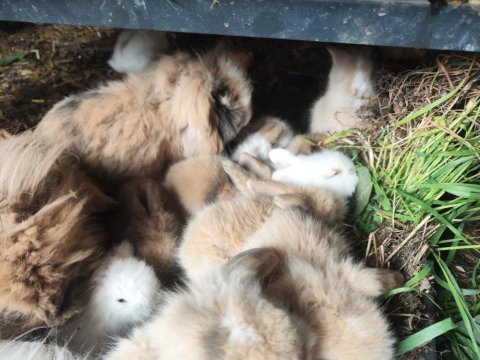 Safkan hollanda lop tavşanı