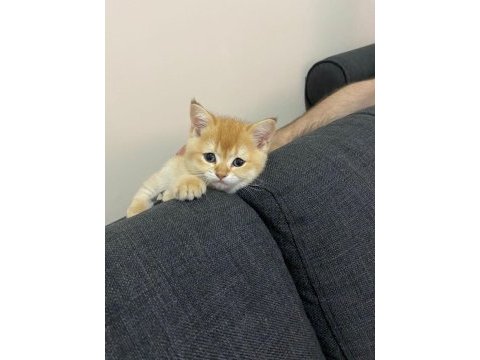 Yavru british shorthair