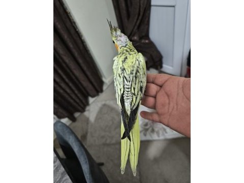 Sultan papağanı yavruları 2 aylık