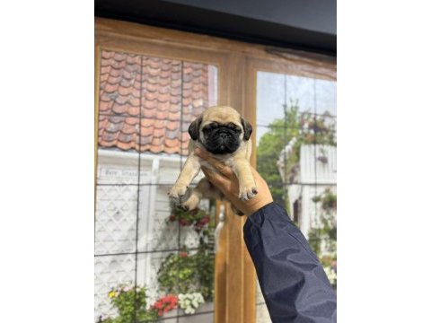 Minik pug bebekler