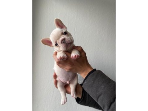 A kalite french bulldog yavrular için iletişime geçin
