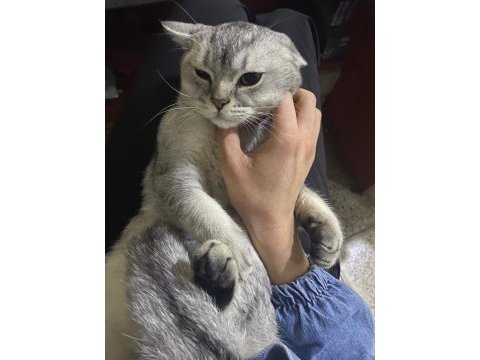British shorthair kedime eş arıyorum