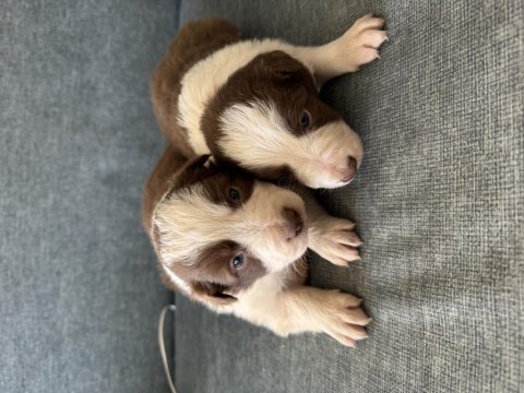 Safkan kahve beyaz border collie bebekler