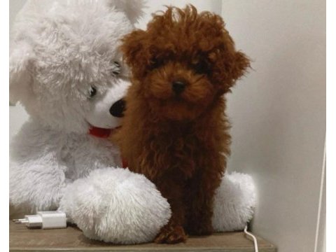 Orjinal toy poodle