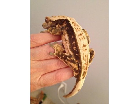 Uysal ve saglıklı crested geckolar