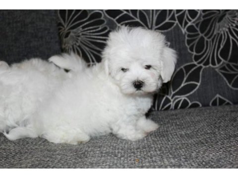 Maltese terrier yavrularımız