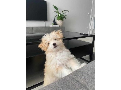 3.5 aylık maltipoo eğitimli aşıları tam