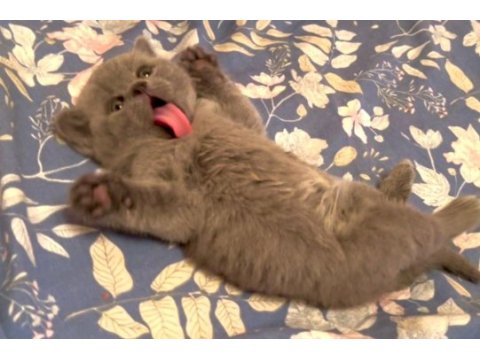 Blue british shorthair yavrularımız