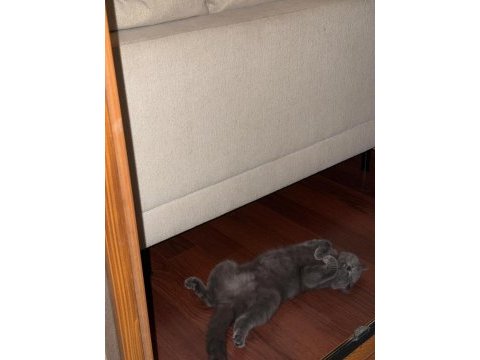 13 aylık yavru kedimiz tüm eşyaları ile sahiplendirilecek