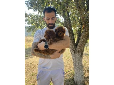 Kore dark brown toy poddle bebekler